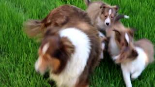 Sheltie Puppies for Sale [upl. by Htebaile914]