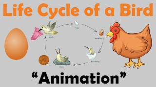 BIRD LIFE CYCLE  Animation [upl. by Ynoble]