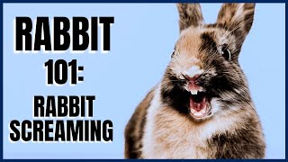 Rabbit 101 Rabbit Screaming [upl. by Grounds]