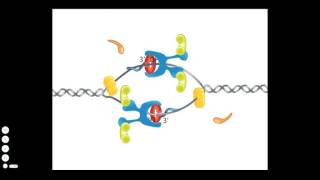 Bacterial DNA Replication [upl. by Wain988]