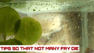 How To Breed Betta Fish Part 3 The Eggs Hatch Until The Fry Are 4 Days Old And Transfer To The Pond [upl. by Atinet]