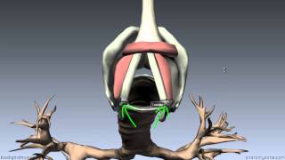 Larynx  Ligaments Membranes Vocal Cords  3D Anatomy Tutorial [upl. by Gem]