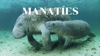 Manatíes mini documental curiosidades y más sobre los manatíes [upl. by Bradstreet442]