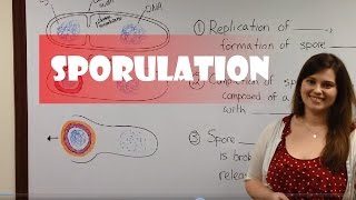 Endospore Formation Sporulation [upl. by Ennaj]