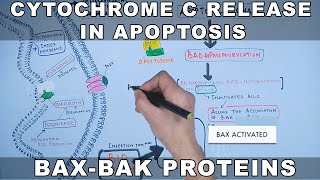 Mechanism of Cytochrome C Release from Mitochondria [upl. by Uamak]