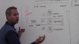 Types of Hematopoietic Stem Cells [upl. by Farhi]