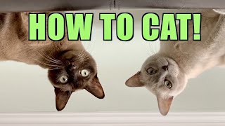 Cute Burmese Cats Doing Funny Things Compilation Video 2021 [upl. by Ingrim]