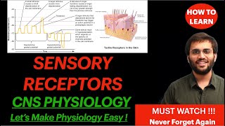 CNS Physiology Sensory Receptors  Receptor Potential Generator Potential Classification Properties [upl. by Frisse]