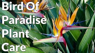 Bird Of Paradise Plant Care Tips  Joy Us Garden [upl. by Alage]