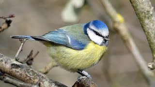 Bird Facts The Eurasian Blue Tit [upl. by Dnalyram]