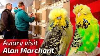 EXHIBITION BUDGERIGAR BREEDER Alan Marchant United Kingdom Budgie Planet MUHABBET perruche peri [upl. by Basso117]