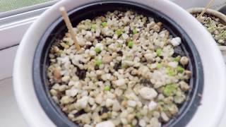 Planting Lithop Seeds amp Young Lithops [upl. by Icam]