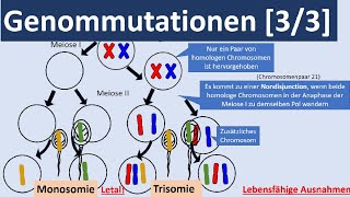 Genommutationen 33  Polyplodie Aneuploidie autosomale  gonosomale Genommutationen Genetik [upl. by Skoorb]