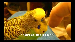 Talking Parakeet Budgie Talks Nonstop Captioned [upl. by Prager]