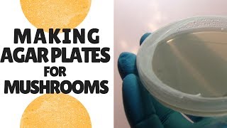 How to Make Agar Plates for Growing Mushrooms [upl. by Antin]