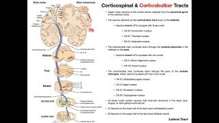 Corticobulbar Tracts EXPLAINED  Cranial Nerve Motor Function [upl. by Audi320]