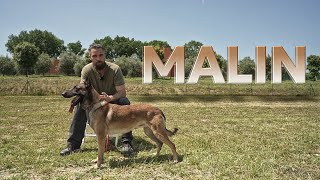 Pastore Belga Malinois  Malin [upl. by Fullerton646]