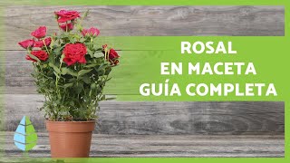 CUIDADOS de los ROSALES en MACETA 🌹 ¡Poda abono sustrato riego y más [upl. by Oriana491]