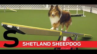 S is for Shetland Sheepdog [upl. by Elonore]