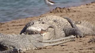 Crocodiles and gharials chambal river [upl. by Mark]