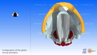 Vibration of the Vocal Folds [upl. by Aivata]