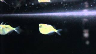 Species Spotlight  Hatchet Fish Pilot Episode [upl. by Introc]