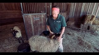 TRADITIONAL 18th Century Sheep Shearing [upl. by Notrab956]