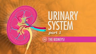 Urinary System Part 1 Crash Course Anatomy amp Physiology 38 [upl. by Amandie]