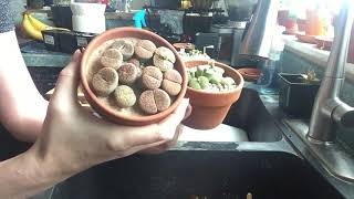 Lithops and Conophytum Care And Watering [upl. by Alithia13]