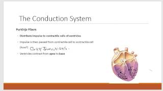 Conduction System of the Heart [upl. by Coopersmith89]