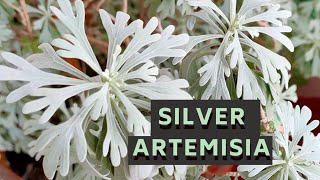 Silver Artemisia  Beautiful Ornamental plant [upl. by Lenssen]