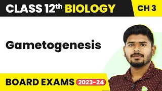 Gametogenesis  Human Reproduction  Class 12 Biology 202223 [upl. by Nelak]