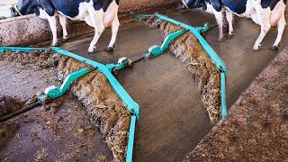 Amazing Modern Automatic Cow Farming Technology  Fastest Feeding Cleaning and Milking Machines [upl. by Regazzi274]