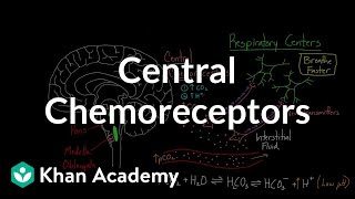 Central chemoreceptors  Respiratory system physiology  NCLEXRN  Khan Academy [upl. by Nannoc872]