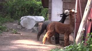 Crazy Alpaca Fight [upl. by Simons420]