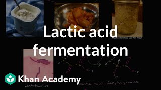 Lactic acid fermentation  Cellular respiration  Biology  Khan Academy [upl. by Anoed]