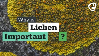 Why is Lichen important [upl. by Rhona]