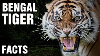 10  Surprising Facts About The Bengal Tiger [upl. by Jaffe]