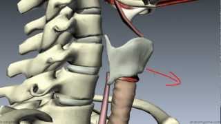 Muscles of the Larynx  Part 1  3D Anatomy Tutorial [upl. by Zoarah11]