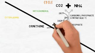 urea cycle [upl. by Dustman]