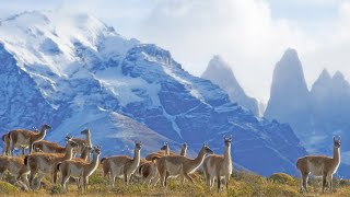 Across Patagonia Chiles Lakes Mountains amp Wildlife [upl. by Aseret768]