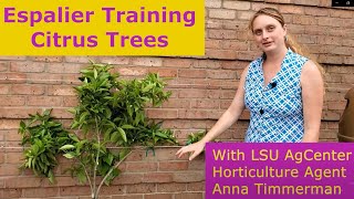 Espalier Training Citrus Trees [upl. by Aseeram]