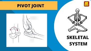 Skeletal System  Pivot Joint [upl. by Talanta749]