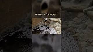 작은정원 한켠의 소소한 행복♡Annes Garden [upl. by Snapp223]