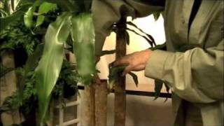 Prune this Pruning a quotCorn Plantquot Dracaena Massangeana [upl. by Hansel914]