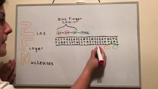 Genome Editing Techniques ZFNs TALENs and CRISPR [upl. by Giselbert764]