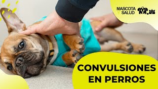 Convulsiones en Perros Causas Fases y Qué hacer  Mascota y Salud [upl. by Rhodes]