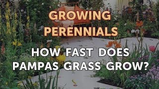 How Fast Does Pampas Grass Grow [upl. by Ecylla]