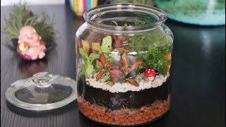 Fittonia in a Jar  DIY Terrarium  Indoor garden [upl. by Amsirhc]