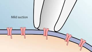 The Patch Clamp Method [upl. by Morie]